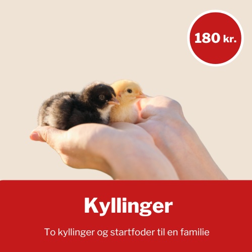 Doner to kyllinger og startfoder til en familie - pris 180 kr.